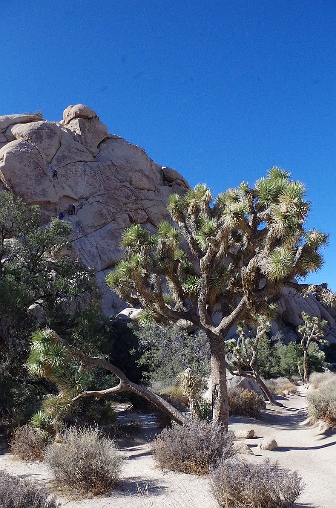 2019_1108_103346.JPG - Joshua Tree NP - Hidden Valley Trail