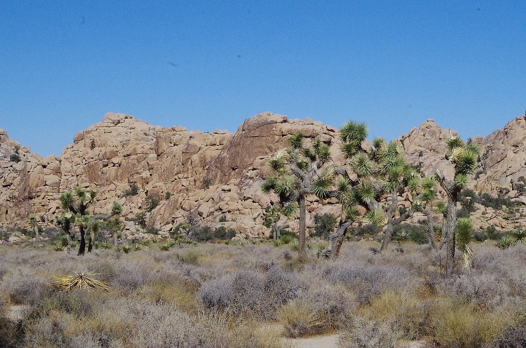 2019_1108_103602.JPG - Joshua Tree NP - Hidden Valley Trail