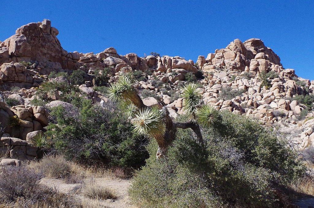 2019_1108_104638.JPG - Joshua Tree NP - Hidden Valley Trail