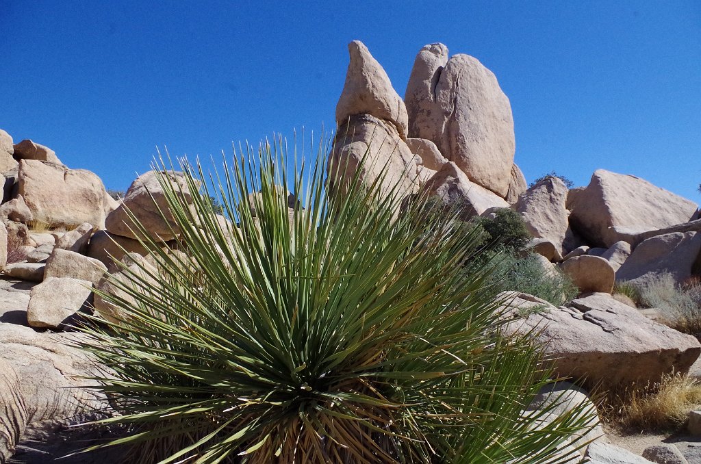 2019_1108_105526.JPG - Joshua Tree NP - Hidden Valley Trail