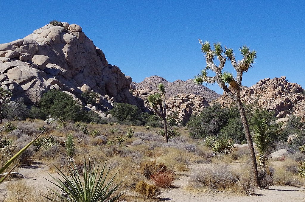 2019_1108_105856.JPG - Joshua Tree NP - Hidden Valley Trail