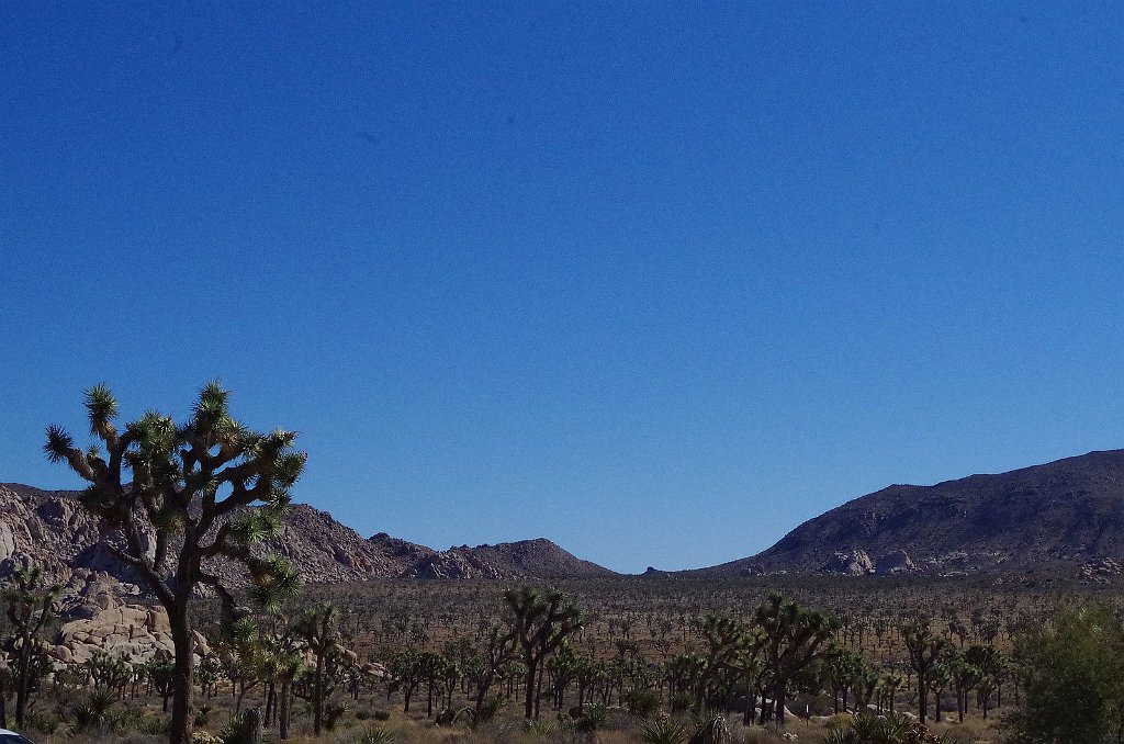 2019_1108_110202.JPG - Joshua Tree NP - Hidden Valley Trail