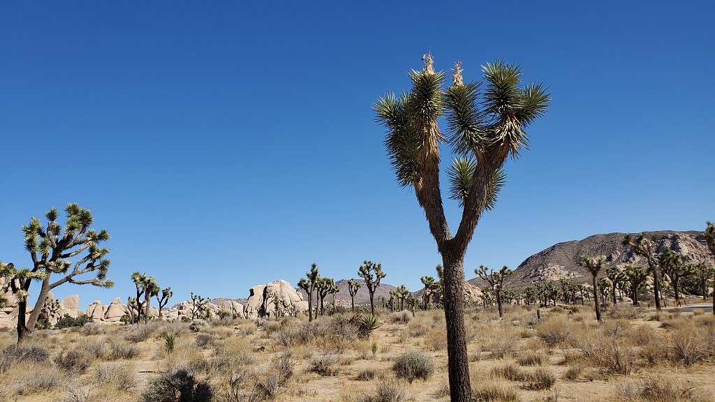 2019_1108_110603.jpg - Joshua Tree NP - Hidden Valley Trail