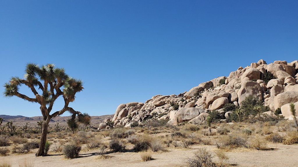 2019_1108_110652.jpg - Joshua Tree NP - Hidden Valley Trail