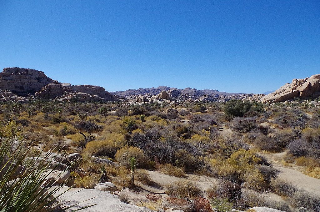 2019_1108_113412.JPG - Joshua Tree NP - Barker Dam Trail