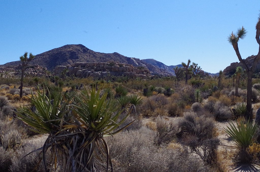 2019_1108_113747.JPG - Joshua Tree NP - Barker Dam Trail