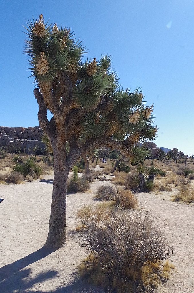 2019_1108_114014.JPG - Joshua Tree NP - Barker Dam Trail