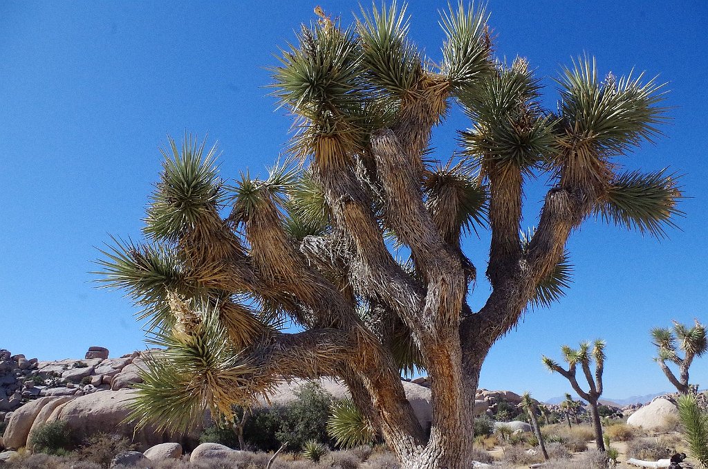 2019_1108_114027.JPG - Joshua Tree NP - Barker Dam Trail