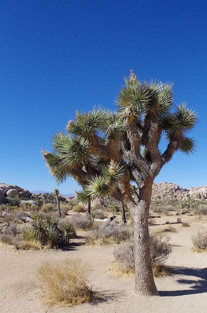 2019_1108_114037.JPG - Joshua Tree NP - Barker Dam Trail