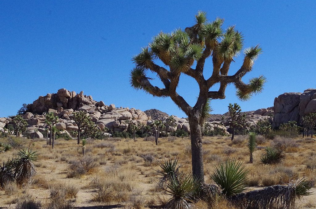 2019_1108_114140.JPG - Joshua Tree NP - Barker Dam Trail