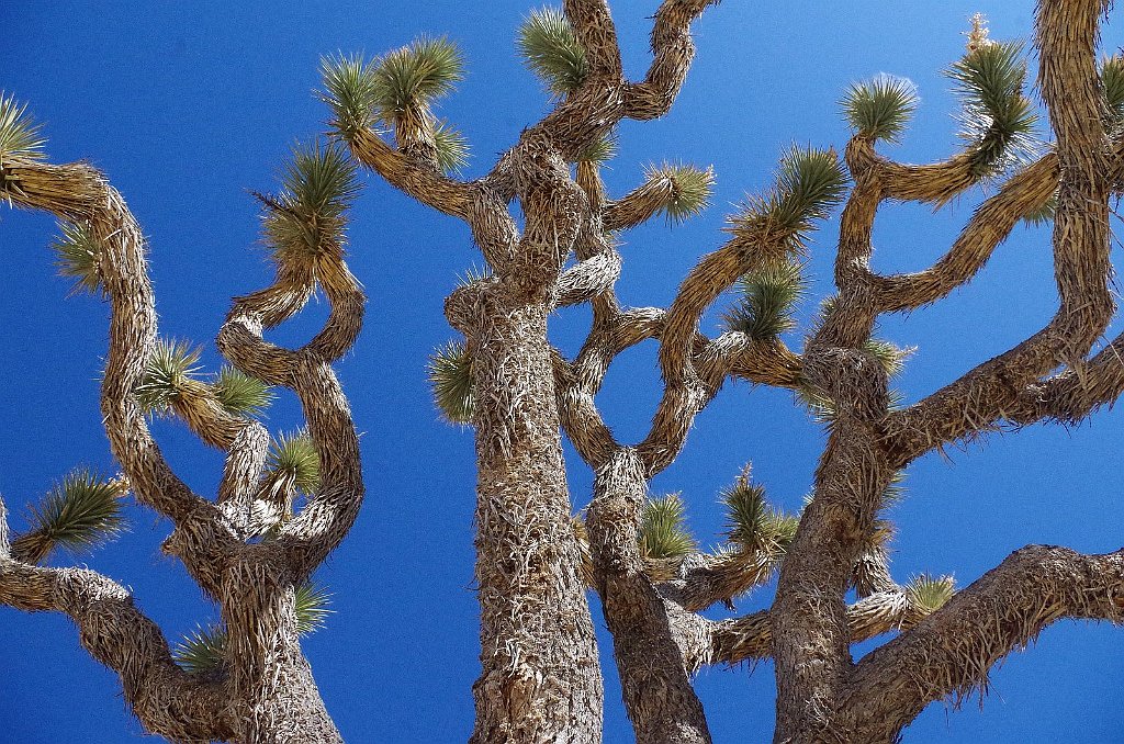 2019_1108_114158.JPG - Joshua Tree NP - Barker Dam Trail