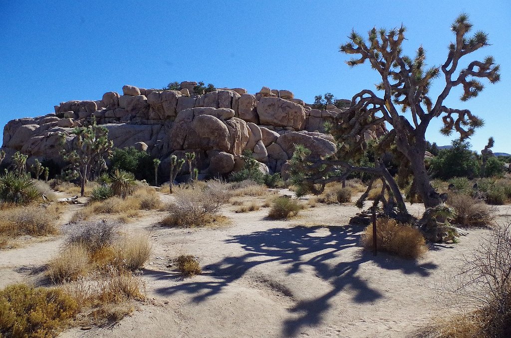 2019_1108_114309.JPG - Joshua Tree NP - Barker Dam Trail