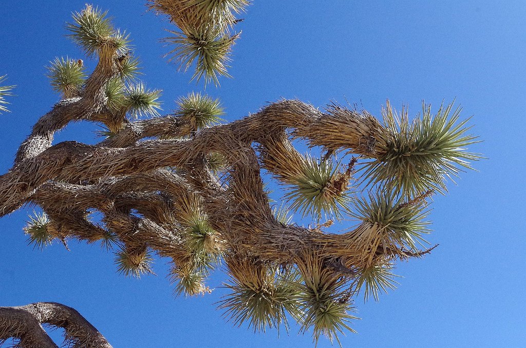 2019_1108_114346.JPG - Joshua Tree NP - Barker Dam Trail