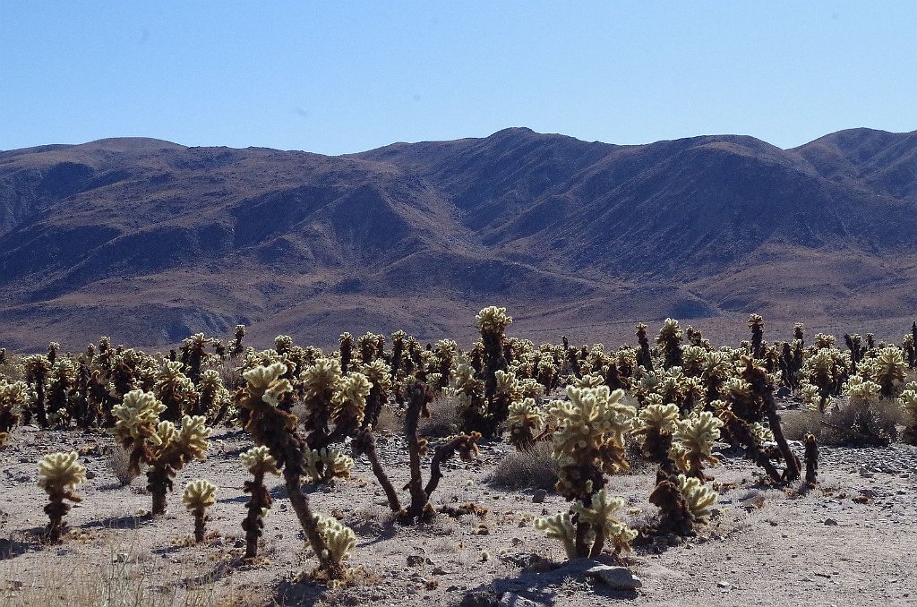 2019_1108_125136.JPG - Joshua Tree NP - Cholla Cactus Garden