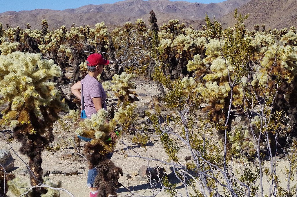 2019_1108_125644.JPG - Joshua Tree NP - Cholla Cactus Garden