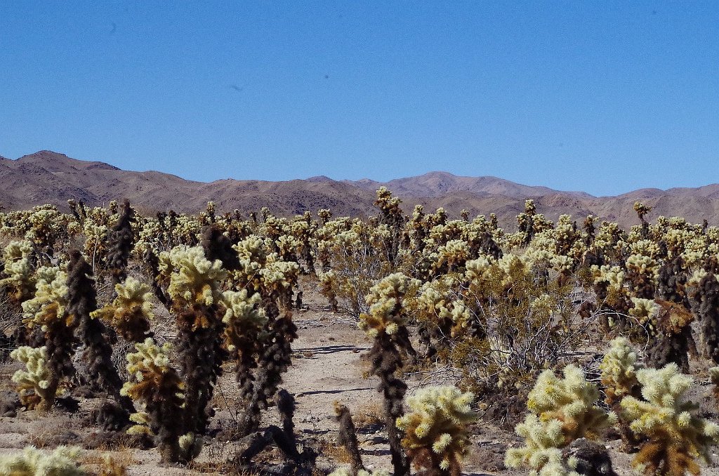 2019_1108_125656.JPG - Joshua Tree NP - Cholla Cactus Garden