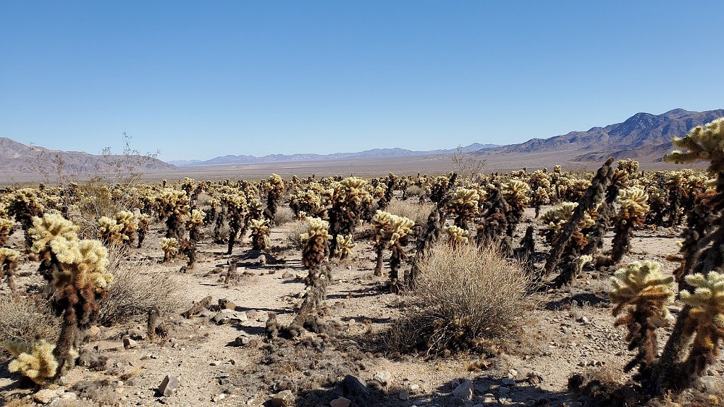 2019_1108_125948.jpg - Joshua Tree NP - Cholla Cactus Garden