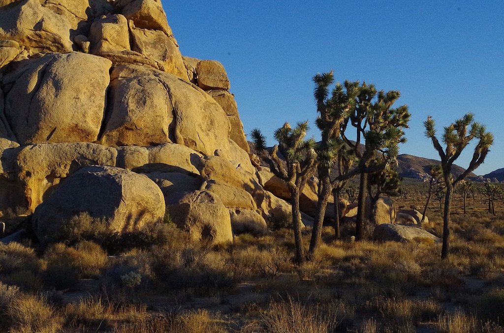 2019_1108_161258.JPG - Joshua Tree NP 