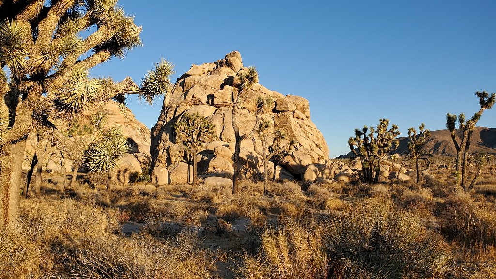 2019_1108_161458.jpg - Joshua Tree NP 