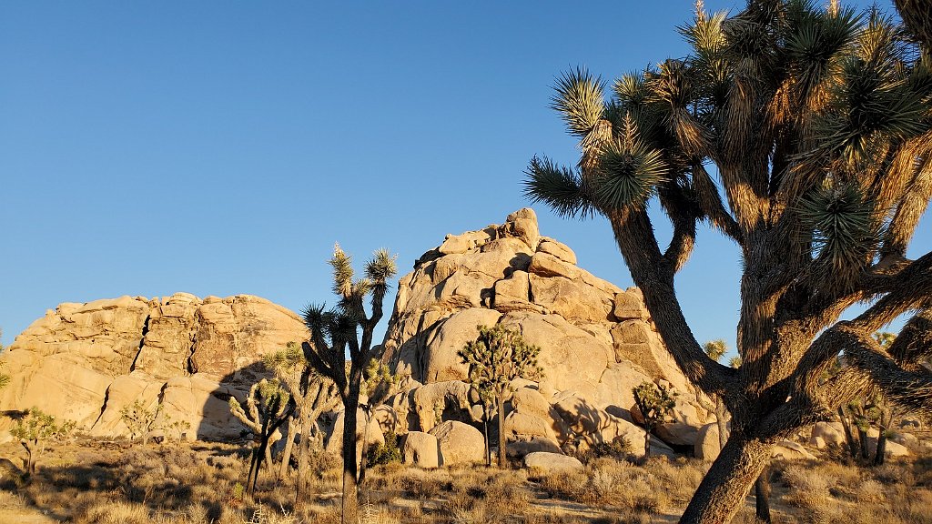 2019_1108_161544.jpg - Joshua Tree NP 