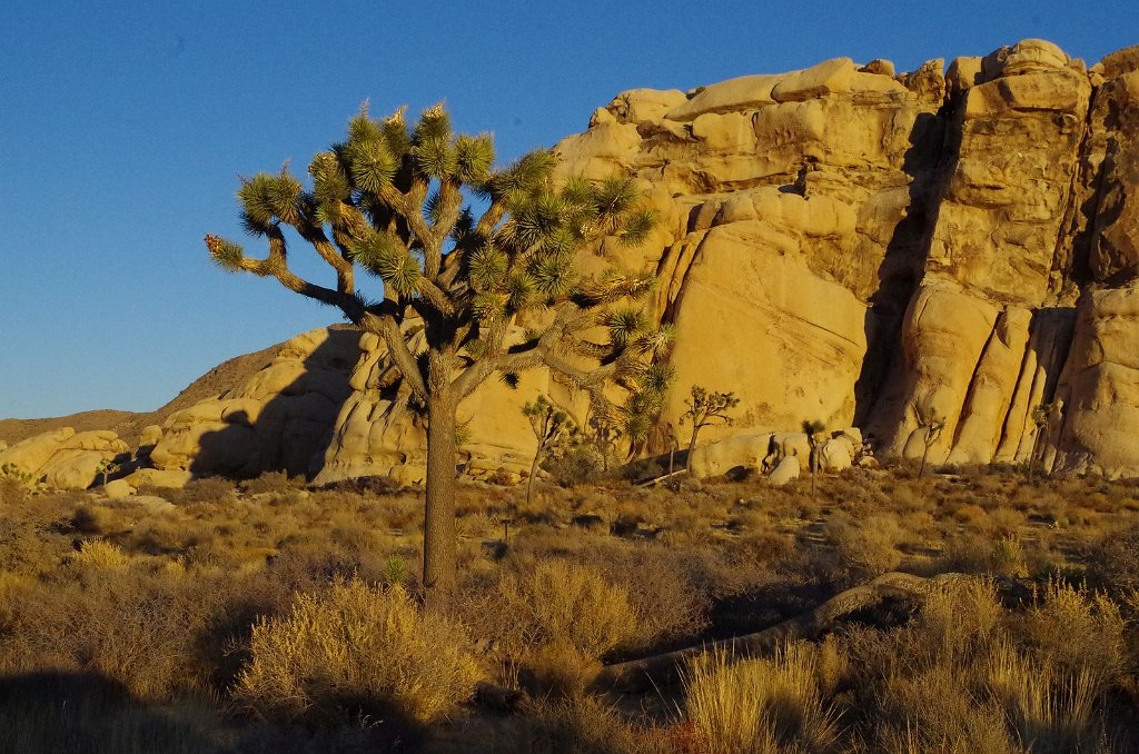 2019_1108_161842.JPG - Joshua Tree NP 