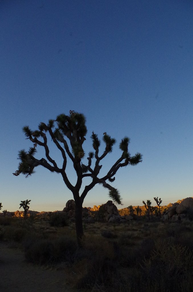 2019_1108_162507.JPG - Joshua Tree NP 