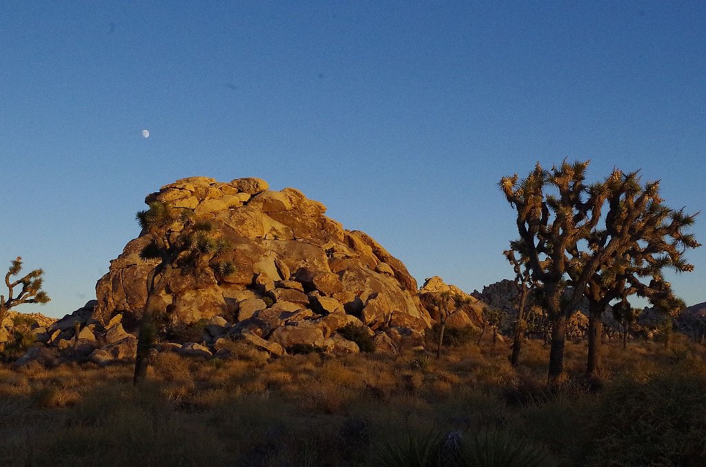 2019_1108_162538.JPG - Joshua Tree NP 