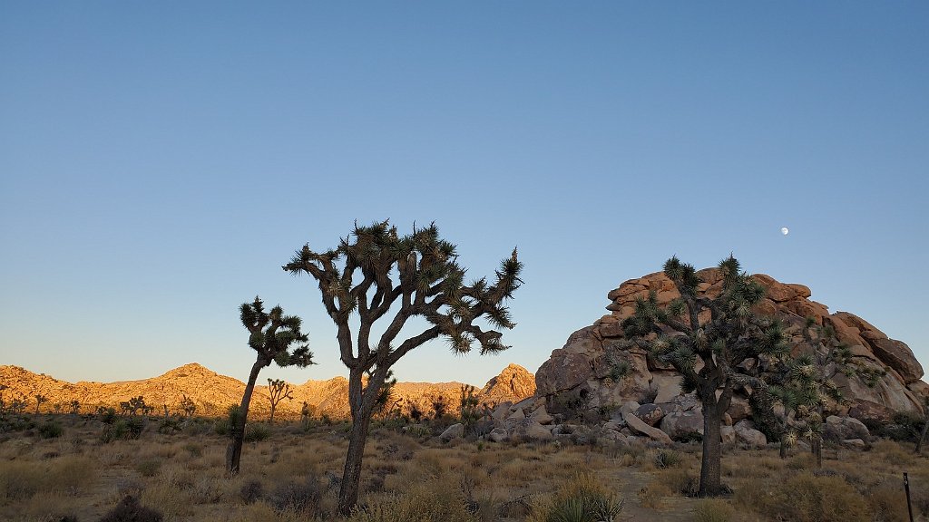 2019_1108_162707.jpg - Joshua Tree NP 