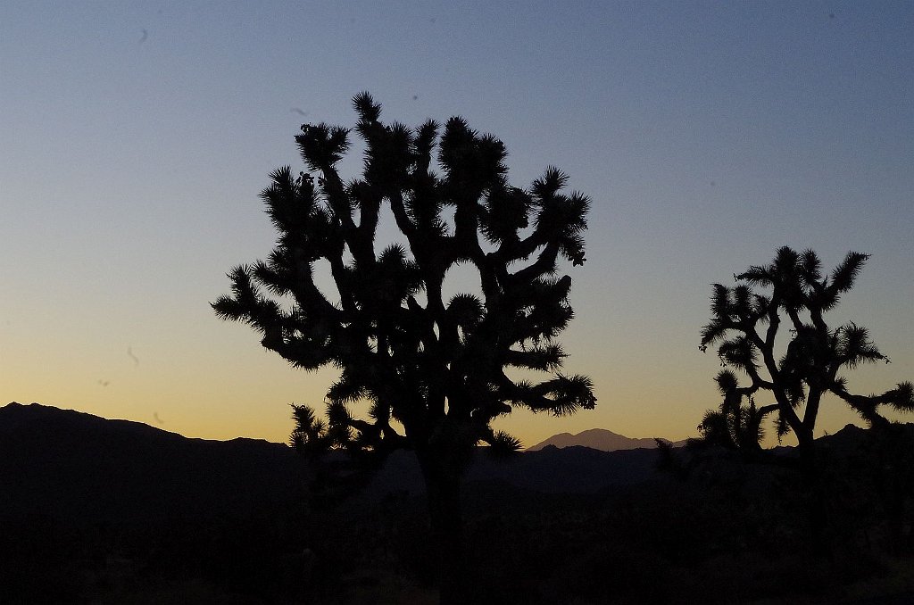 2019_1108_163453.JPG - Joshua Tree NP 