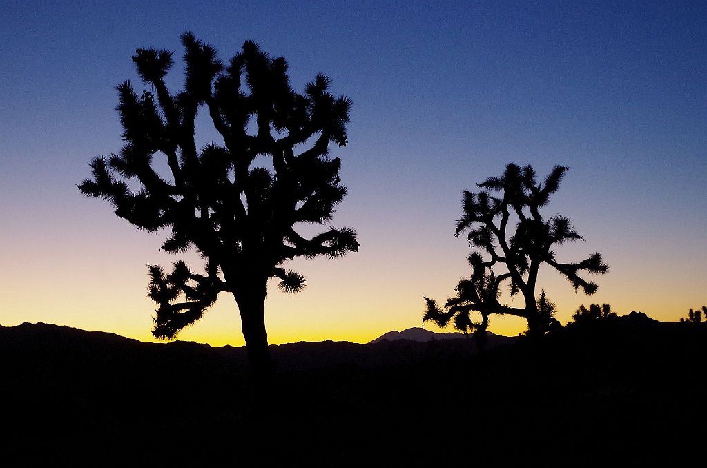 2019_1108_171043.JPG - Joshua Tree NP 