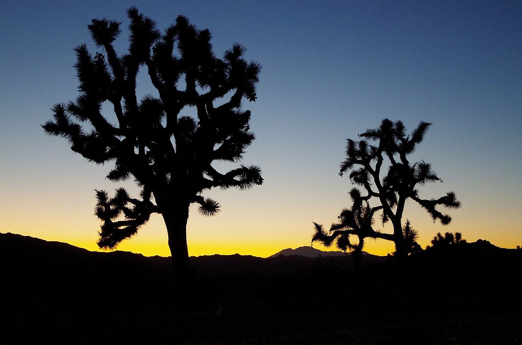 2019_1108_171428.JPG - Joshua Tree NP 