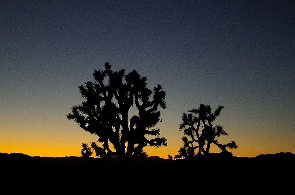 2019_1108_171611.JPG - Joshua Tree NP 