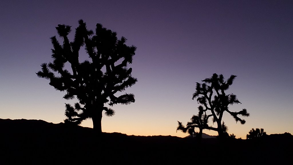 2019_1108_172822.jpg - Joshua Tree NP 