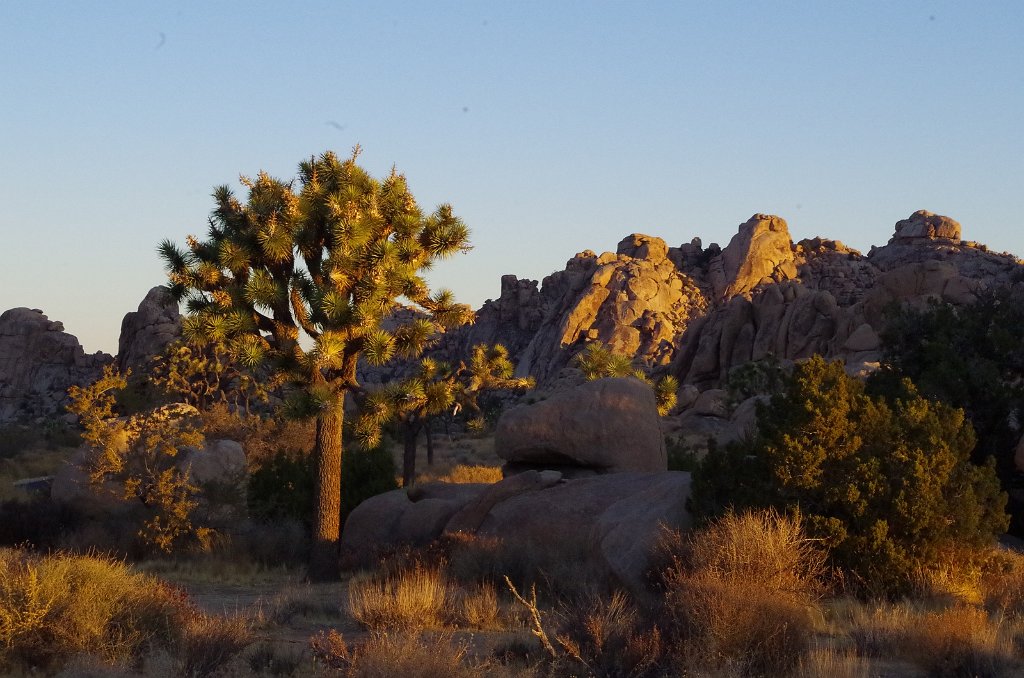 2019_1109_063248.JPG - Joshua Tree NP 