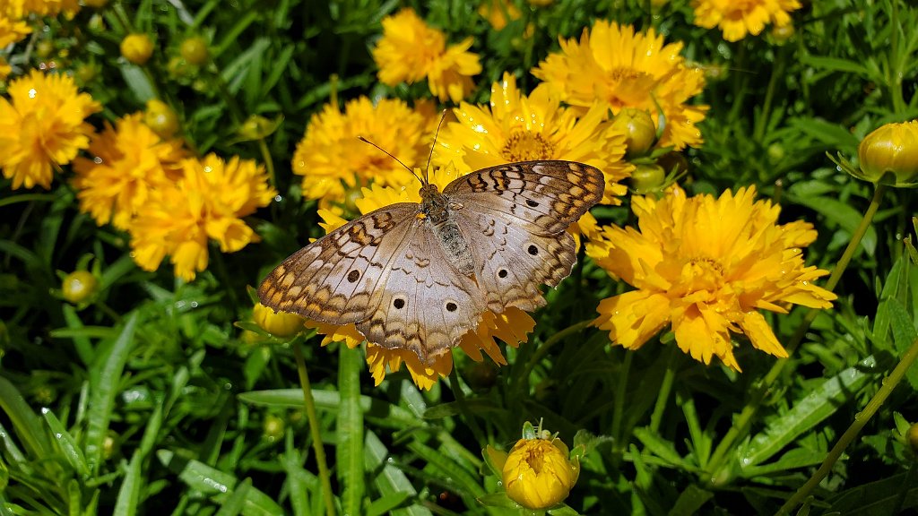 2019_0430_093800.jpg - Desert Botanical Gardens