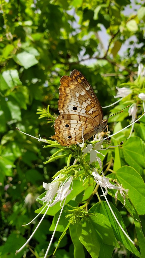 2019_0430_094236.jpg - Desert Botanical Gardens