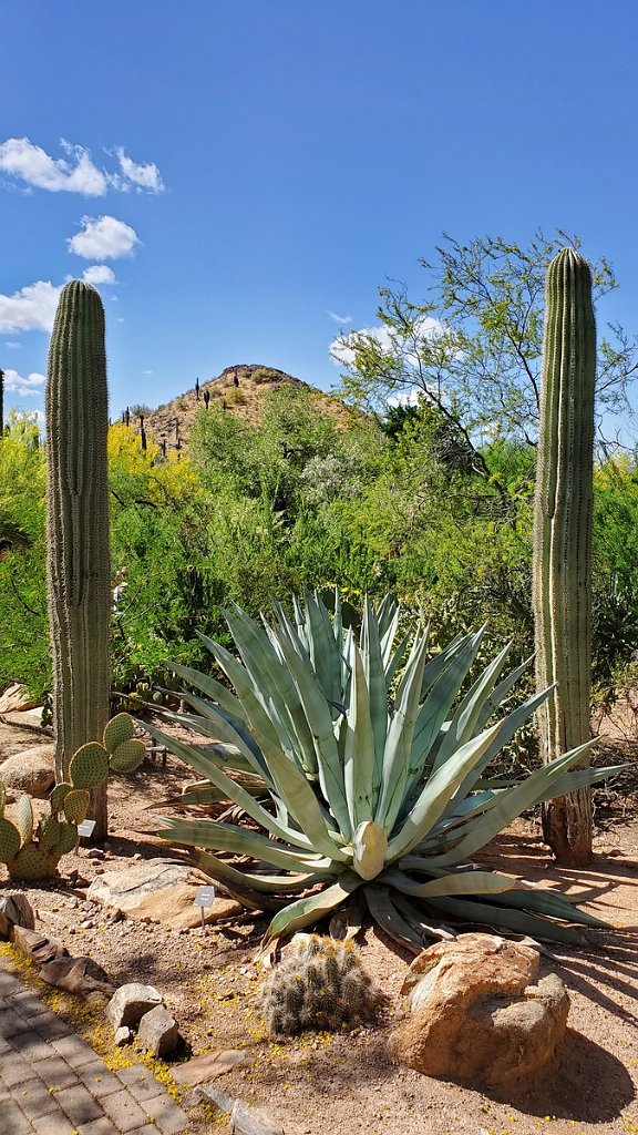 2019_0430_095330.jpg - Desert Botanical Gardens