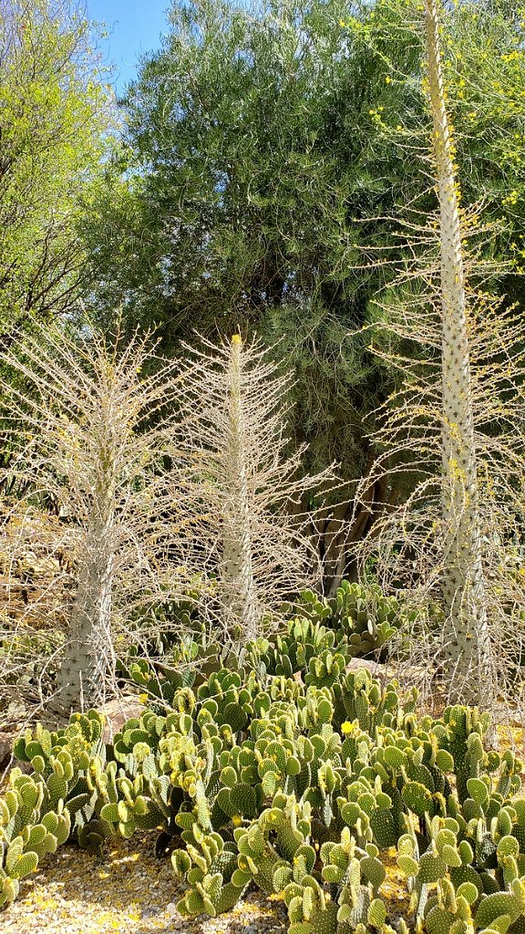 2019_0430_102744.jpg - Desert Botanical Gardens