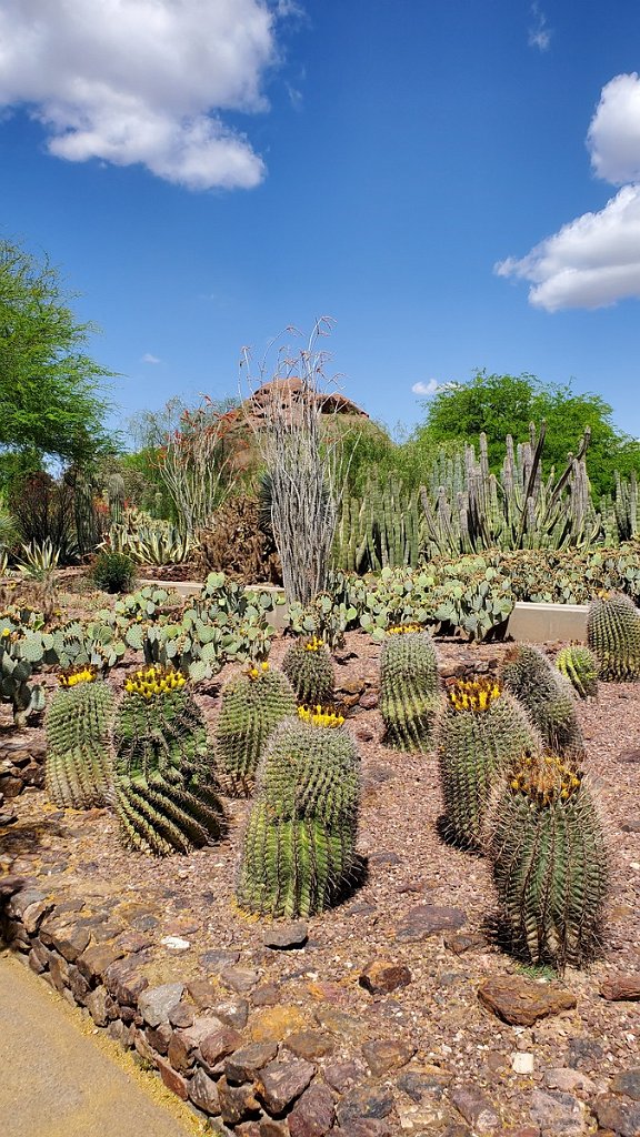2019_0430_104002.jpg - Desert Botanical Gardens