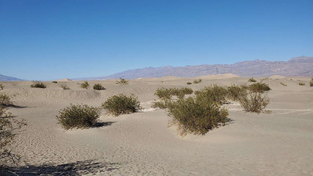 2019_1102_141416.jpg - Death Valley NP Mesquite Flat Dunes