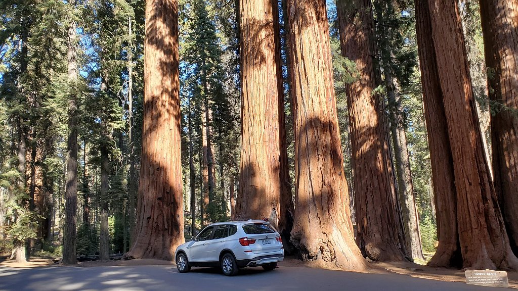 2019_1104_135346.jpg - Sequoia NP - Parker Group Trees