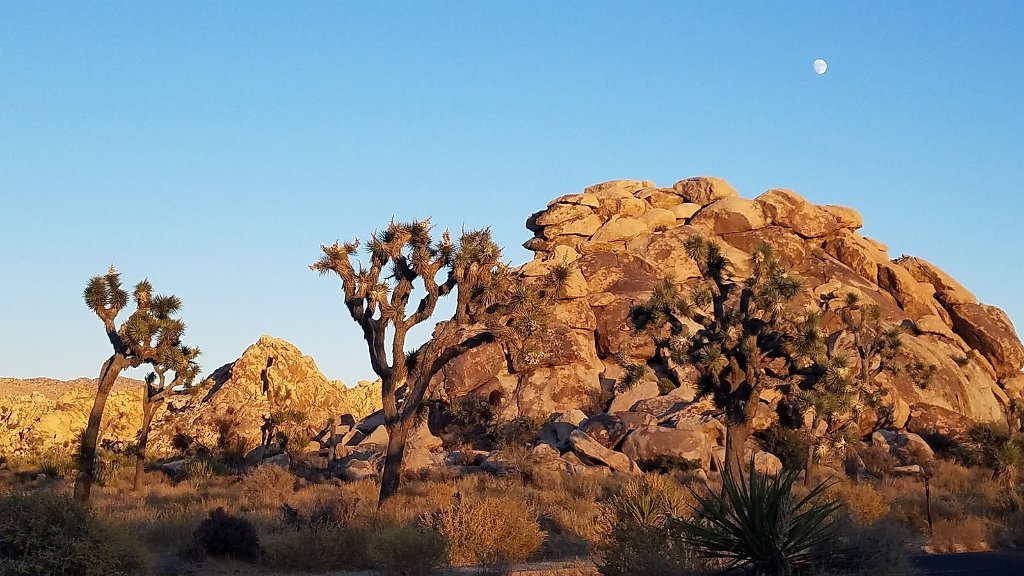 2019_1108_162542.jpg - Joshua Tree NP 