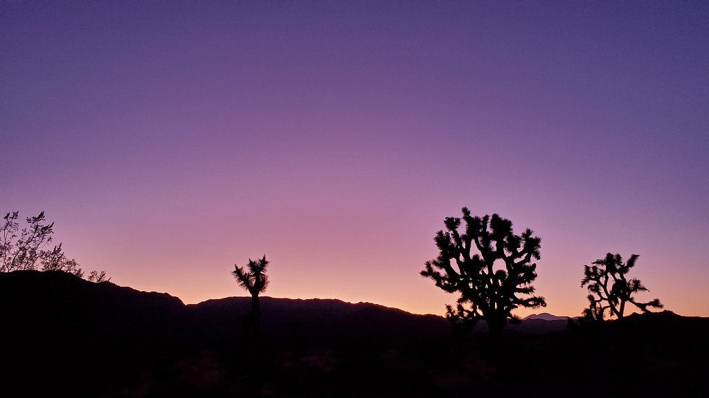 2019_1108_170524.jpg - Joshua Tree NP 