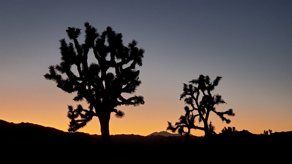 2019_1108_171221.jpg - Joshua Tree NP 