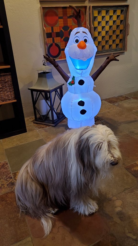 2019_1129_171549.jpg - Misty is not impressed with Olaf....