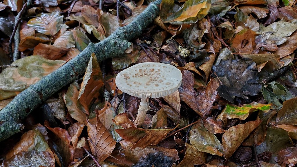 2020_1001_145556.jpg - Heilooerbos