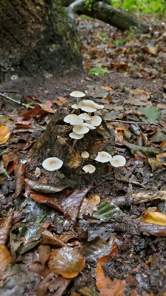 2020_1001_151910.jpg - Heilooerbos