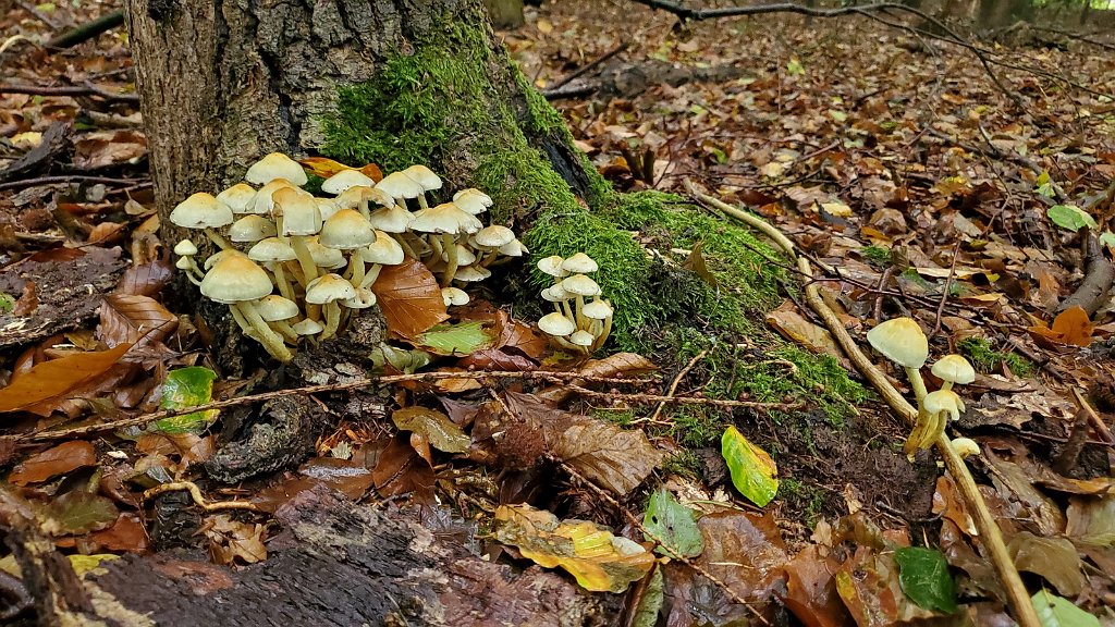 2020_1001_152025.jpg - Heilooerbos