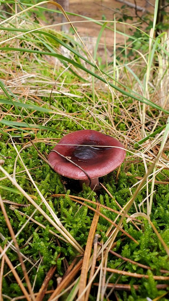 2020_1002_140621.jpg - Schoorlse Duinen