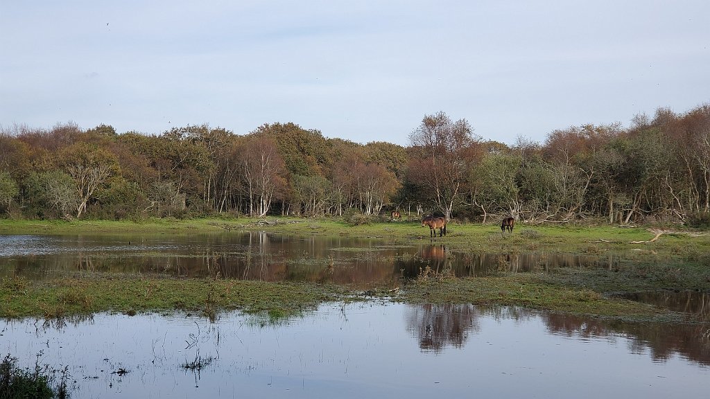 2020_1013_150139.jpg - Egmond aan den Hoef Woudweg